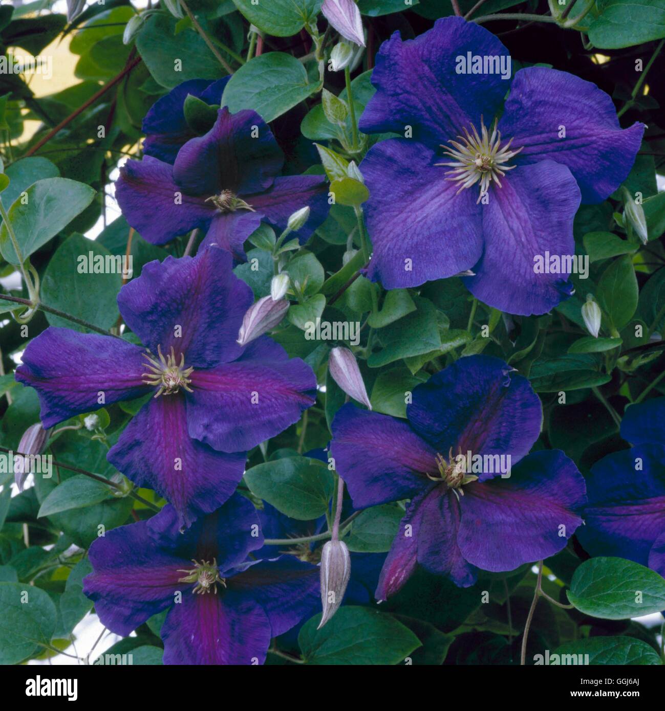 Clematis - `Jackmanii' AGM   CLE066636 Stock Photo